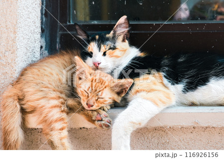 cute kitten sleeping on the window cute kitten sleeping on the window 116926156