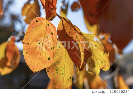 柿の紅葉 116926284