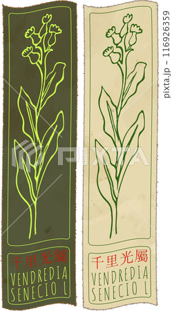 Vector drawing VENDREDIA in Chinese. Hand drawn illustration. Latin name is SENECIO L Vector drawing VENDREDIA in Chinese. Hand drawn illustration. Latin name is SENECIO L 116926359