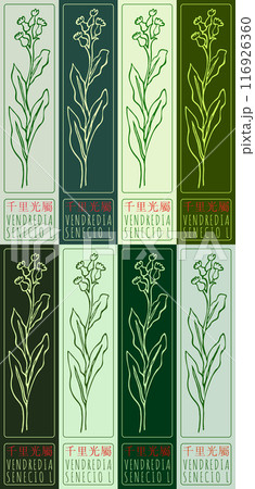 Set of vector drawing VENDREDIA in Chinese in various colors. Hand drawn illustration. Latin name is SENECIO L Set of vector drawing VENDREDIA in Chinese in various colors. Hand drawn illustration. Latin name is SENECIO L 116926360