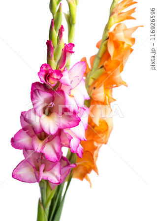 gladiolus flowers isolated gladiolus flowers isolated 116926596