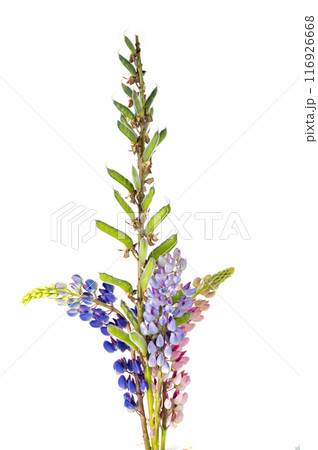 lupine flowers isolated 116926668