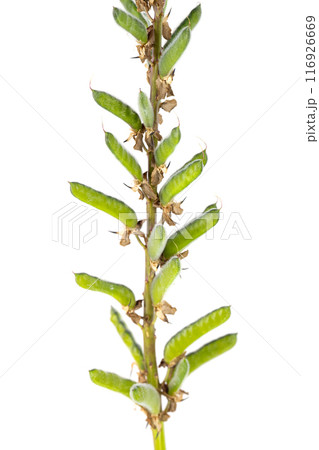 lupine flowers isolated lupine flowers isolated 116926669