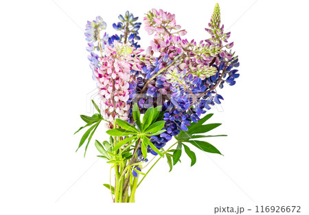 lupine flowers isolated 116926672