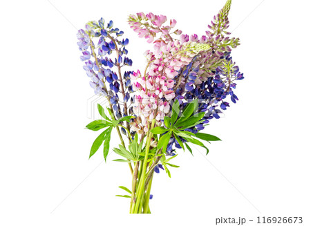 lupine flowers isolated lupine flowers isolated 116926673
