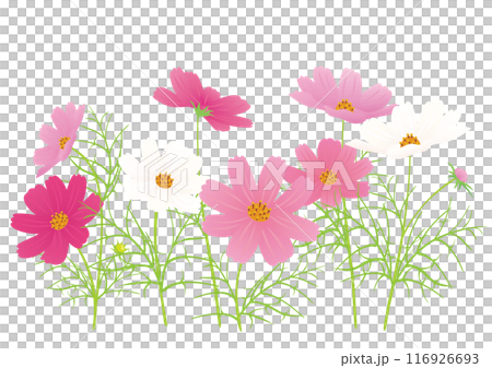 A vector illustration of a group of cosmos flowers in full bloom, with a mixture of white, pink and deep pink. A vector illustration of a group of cosmos flowers in full bloom, with a mixture of white, pink and deep pink. 116926693