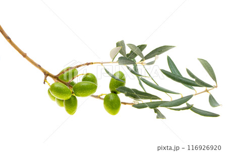 branch with green olives isolated branch with green olives isolated 116926920