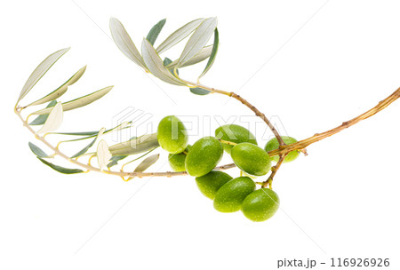 branch with green olives isolated 116926926