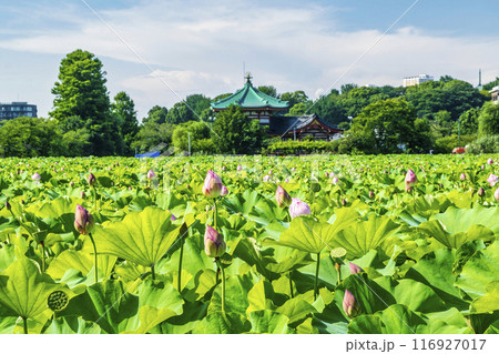 東京都　上野公園　不忍池　蓮の花 116927017