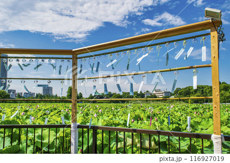 東京都 上野公園 不忍池 蓮の花 東京都 上野公園 不忍池 蓮の花 116927019