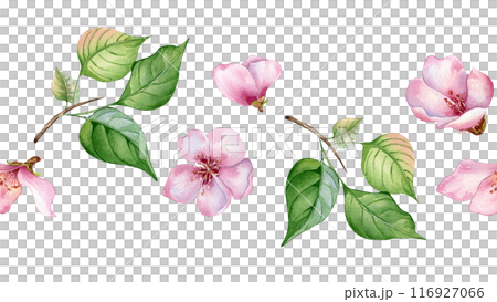 Watercolor seamless banner with pink flowers of apricot tree isolated on white. Floral board with blossom fruit branch hand drawn. Element for wedding invitation, card, packaging, label product. 116927066
