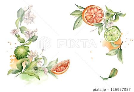 Mixed half and whole bergamot and jasmine flowers in watercolor isolated frame. Hand drawn grapefruit citrus, branches fruit tree and flower botanical sketch for package, bright floral invitation 116927087