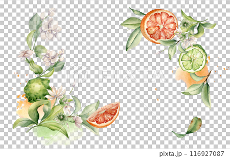 Mixed half and whole bergamot and jasmine flowers in watercolor isolated frame. Hand drawn grapefruit citrus, branches fruit tree and flower botanical sketch for package, bright floral invitation 116927087