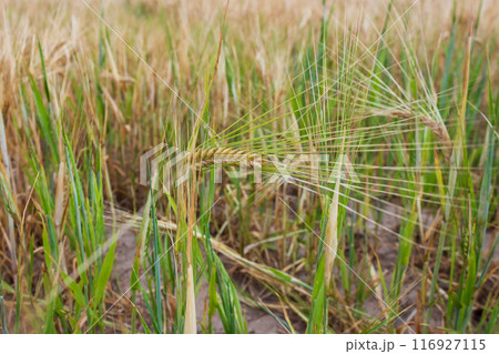 The beauty of wheat on a sunny day  116927115