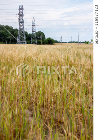 The beauty of wheat on a sunny day The beauty of wheat on a sunny day 116927123