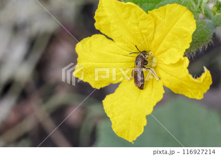 Young cucumber with flower growing on bush. Young cucumber with flower growing on bush. 116927214