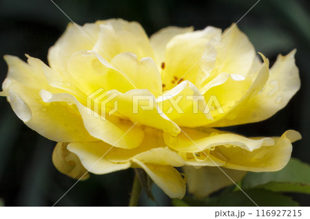 Close-up view of a rose bud with the blurred background. Close-up view of a rose bud with the blurred background. 116927215