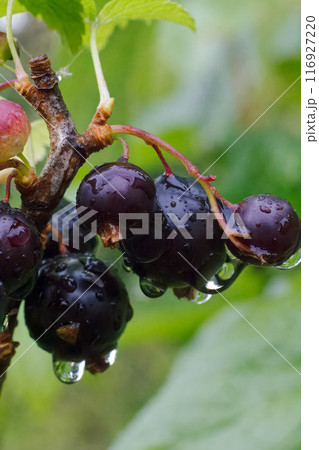 Ripe black currants on the branch with green leaves in the garden 116927220