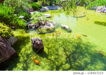 Koi carps are in pond of Japonais de Monaco on a sunny day 116927223