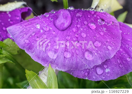 Close-up view of flower petals with water drops. Close-up view of flower petals with water drops. 116927229