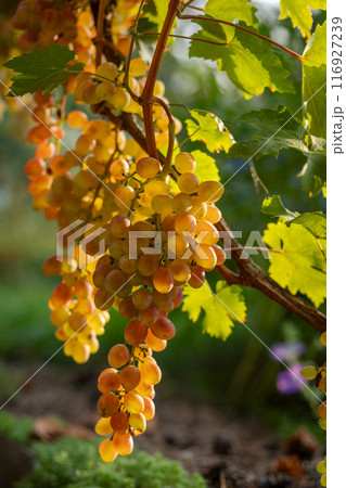 Bunches of ripe white grapes on the bush Bunches of ripe white grapes on the bush 116927239