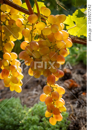 Bunches of ripe white grapes on the bush Bunches of ripe white grapes on the bush 116927242