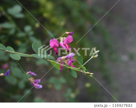 梨木神社 萩の花 梨木神社 萩の花 116927682