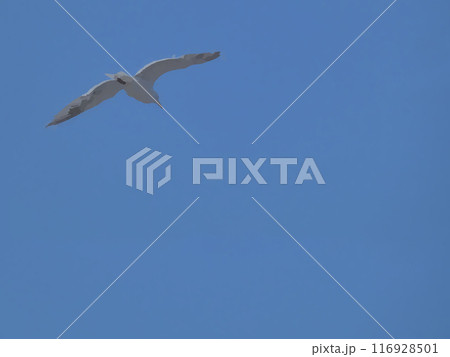 青空と飛ぶカモメ 116928501