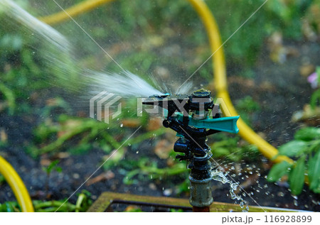 Garden sprinkler watering lush green plants in backyard with trees and grass. Irrigation system works in city on hot summer day for plant care Garden sprinkler watering lush green plants in backyard with trees and grass. Irrigation system works in city on hot summer day for plant care 116928899