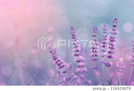 Lavender Blooms in Soft Light 116929079
