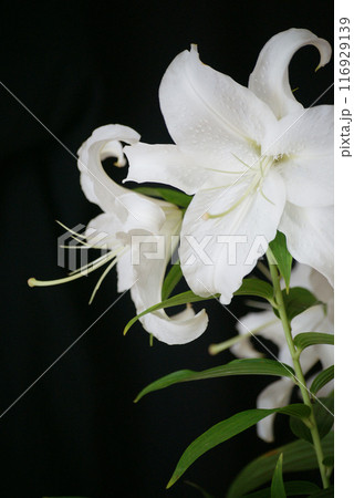 カサブランカ カサブランカ 116929139