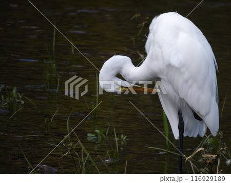 京都鴨川　白鷺　 116929189