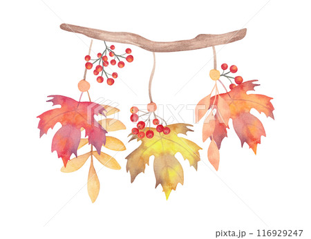 Wooden branch with rowan berries, maple leaves. Botanical watercolor illustration. Autumn composition of tree branches with plants.Hand drawn isolated art. Natural design for Thanksgiving,Halloween. 116929247