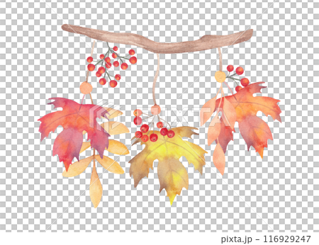 Wooden branch with rowan berries, maple leaves. Botanical watercolor illustration. Autumn composition of tree branches with plants.Hand drawn isolated art. Natural design for Thanksgiving,Halloween. 116929247