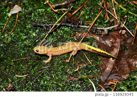 ツシマサンショウウオ幼体 116929345