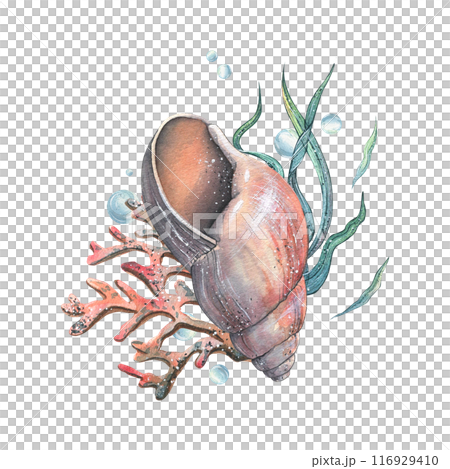 Sea shell, coral, sea sponge, algae, pebbles and bubbles. Hand drawn watercolor illustration on the theme of sea animals and the underwater world. Composition isolated from the background. 116929410