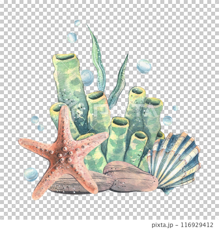 Seashell, starfish, sea sponge, algae, pebbles and bubbles. Hand drawn watercolor illustration on the theme of sea animals and the underwater world. Composition isolated from the background. 116929412