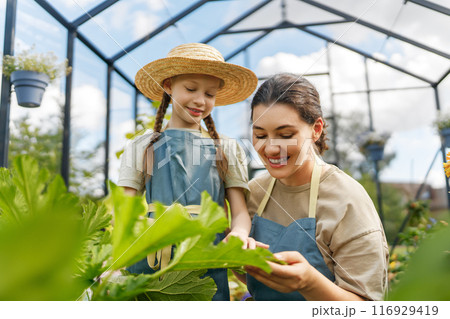 mother and daughter are gardening in the greenhouse 116929419