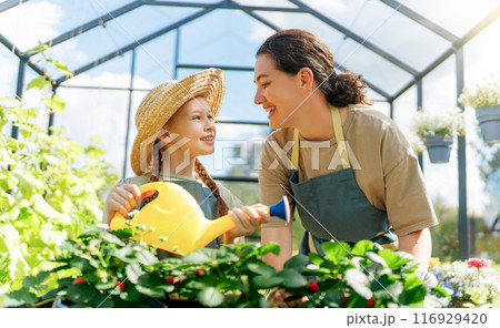 mother and daughter are gardening in the greenhouse mother and daughter are gardening in the greenhouse 116929420