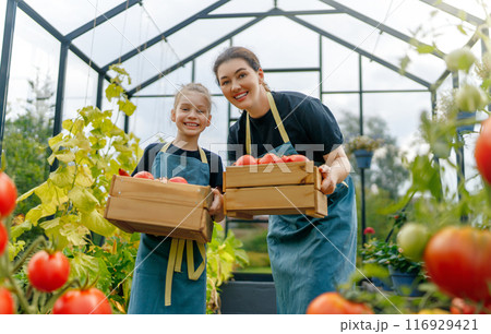 mother and daughter are gardening in the greenhouse mother and daughter are gardening in the greenhouse 116929421