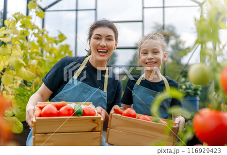 mother and daughter are gardening in the greenhouse 116929423