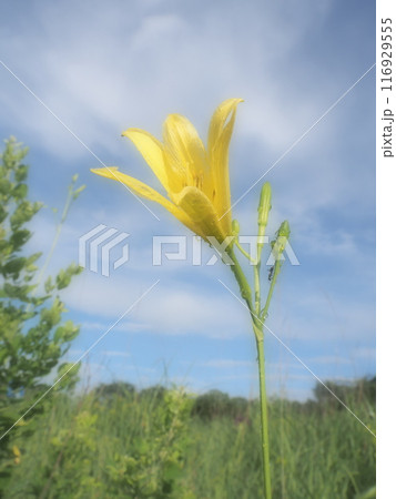 青空に映えるゆうすげ 116929555