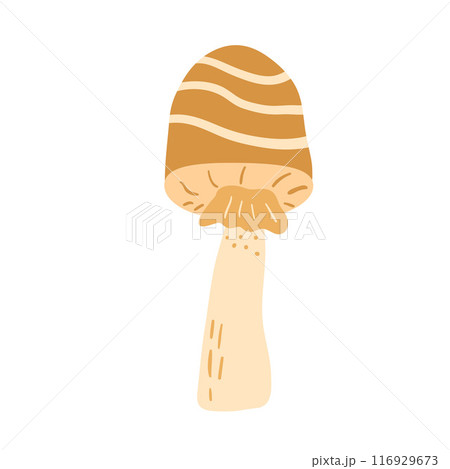 Toadstool isolated on white background. Inedible mushroom. Vector hand drawn flat illustration 116929673