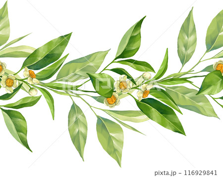 Seamless border with tea branches. Floral garland of tea leaves and flowers. Design and decoration of tea packaging, green, black, oolong tea 116929841