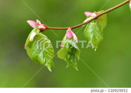 Young small linden leaves in an early spring 116929852