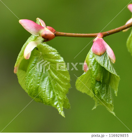 Young small linden leaves in an early spring 116929855