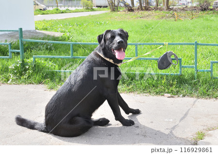 A Labrador Retriever is tied to a fence by a leash. Waiting for the owner from the store A Labrador Retriever is tied to a fence by a leash. Waiting for the owner from the store 116929861