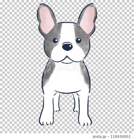Watercolor hand-drawn illustration of a French bulldog standing front view Watercolor hand-drawn illustration of a French bulldog standing front view 116930001