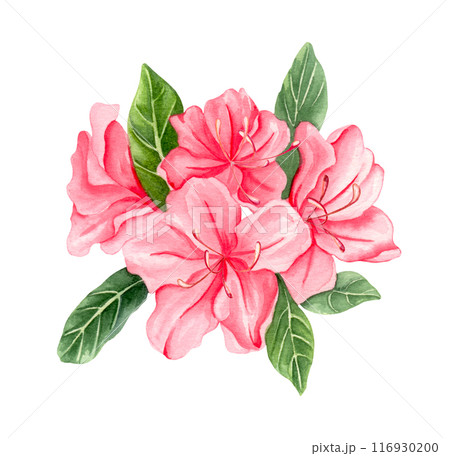 Watercolor alpine flowers, pink rhododendron blooming on white background. Watercolor alpine flowers, pink rhododendron blooming on white background. 116930200