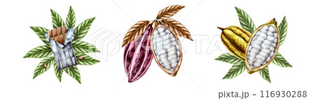 Set compositions with chocolate bar in ripped open foil and green leaves, open cocoa pod, fruits. Hand drawn watercolor beens, realistic organic superfood illustration isolated on background. For 116930288